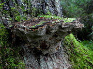 Phellinus chrysoloma