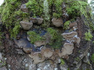 Phellinus tremulae