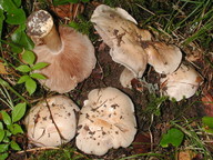 Cortinarius caerulescentium