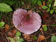 Cortinarius eucaeruleus