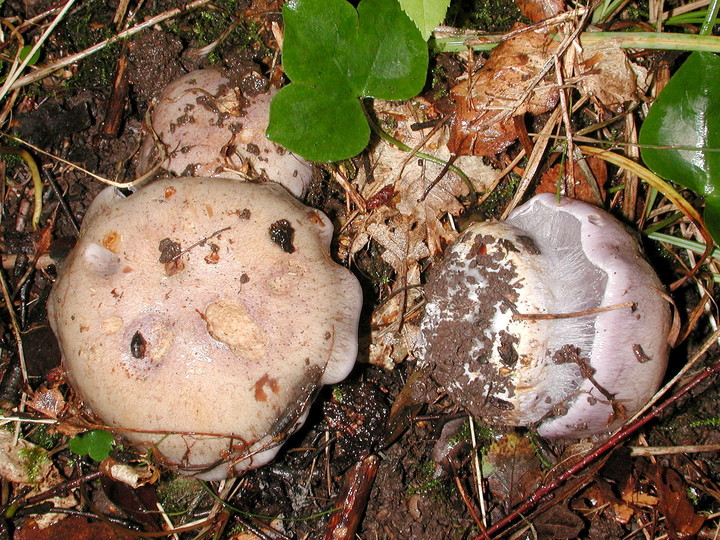 Cortinarius caerulescentium