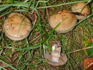 Cortinarius infractus