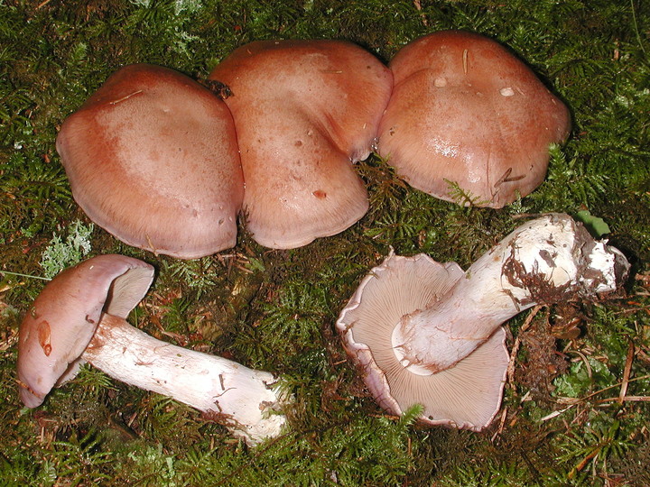 Cortinarius variecolor