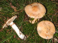 Cortinarius turmalis