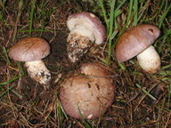 Cortinarius balteatocumatilis