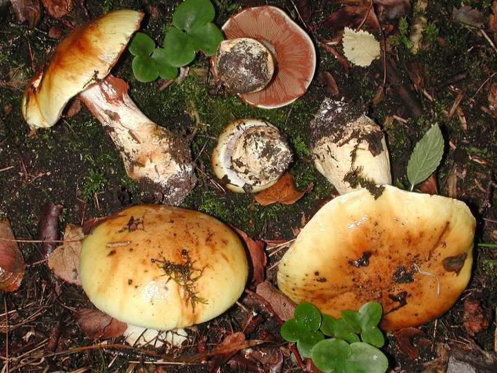 Cortinarius caesiocortinatus