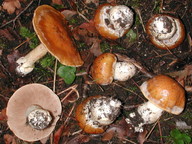 Cortinarius polymorphus