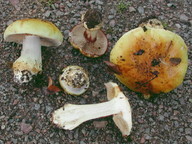 Cortinarius caesiocortinatus