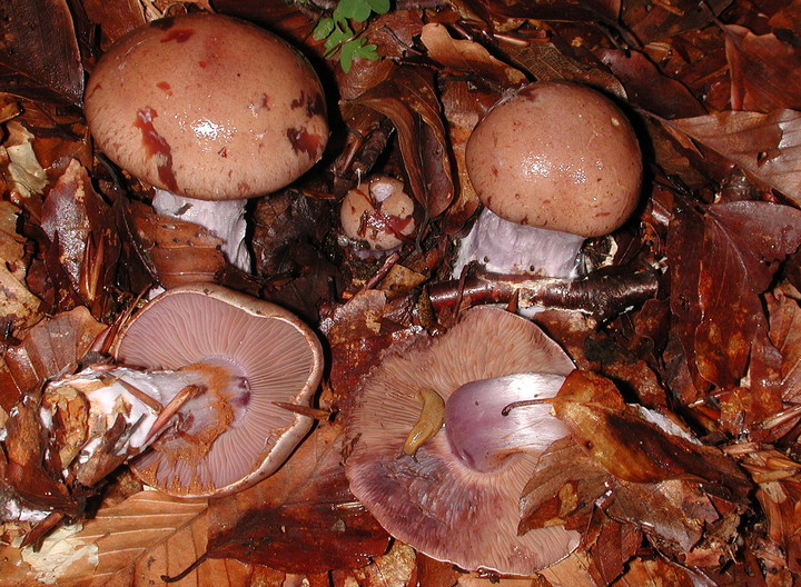 Cortinarius purpurascens