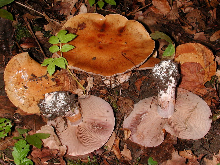 Cortinarius purpurascens