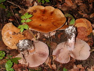 Cortinarius purpurascens