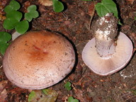 Cortinarius largus