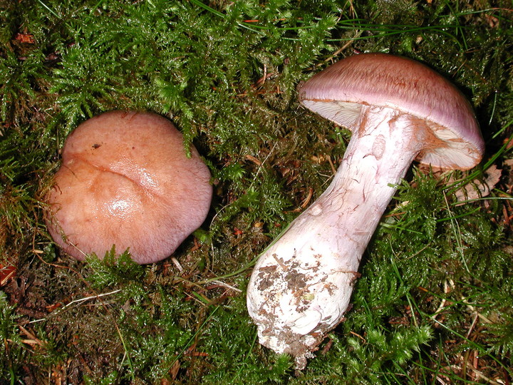 Cortinarius largus