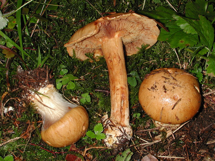 Cortinarius elegantior