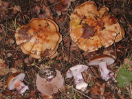 Cortinarius purpurascens