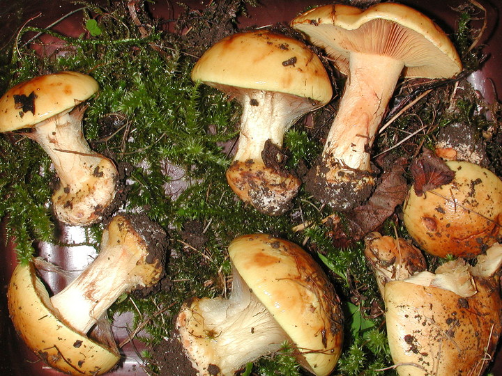 Cortinarius olearioides