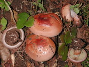Cortinarius rufoolivaceus
