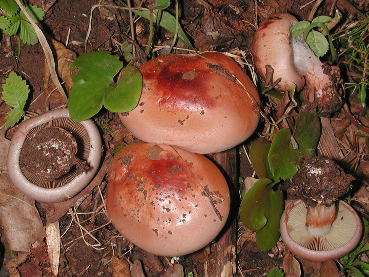 Cortinarius rufoolivaceus