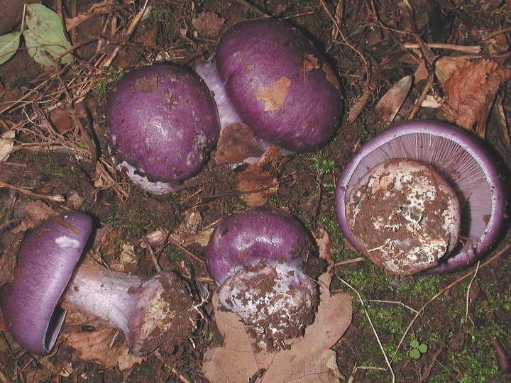 Cortinarius eucaeruleus