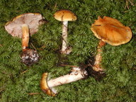 Cortinarius piceae