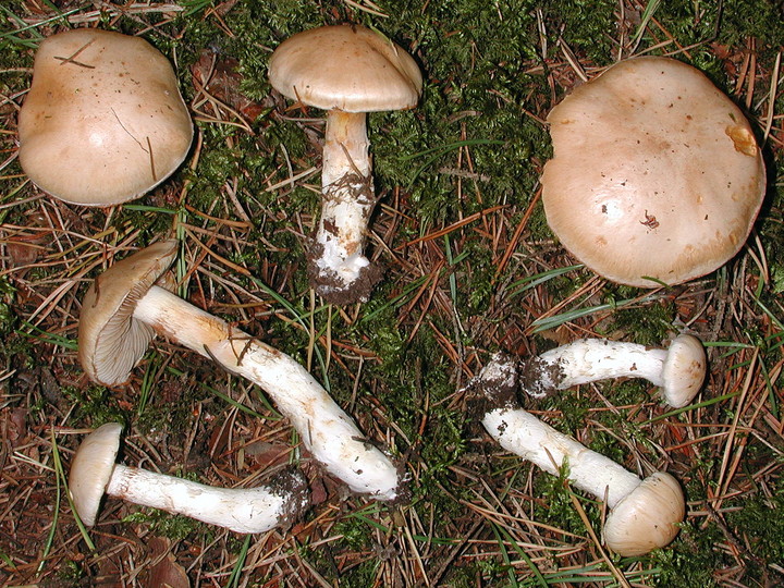 Cortinarius fraudulosus