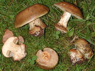 Cortinarius flavovirens