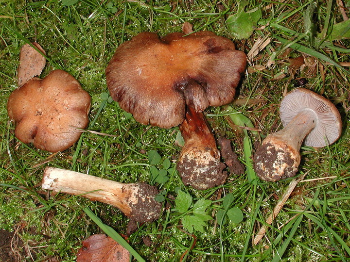 Cortinarius camptoros