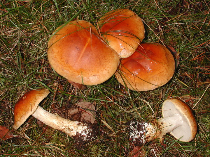 Cortinarius saginus