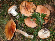 Cortinarius turmalis