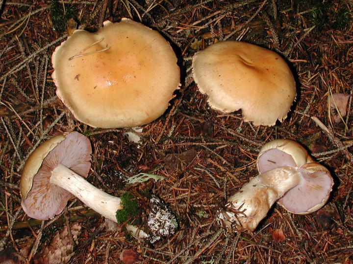 Cortinarius varius