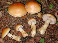 Cortinarius triumphans