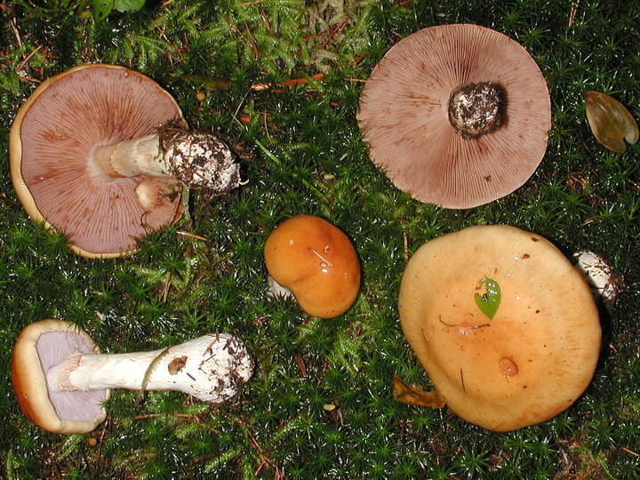 Cortinarius varius