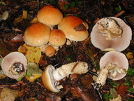 Cortinarius triumphans