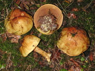 Cortinarius meinhardii