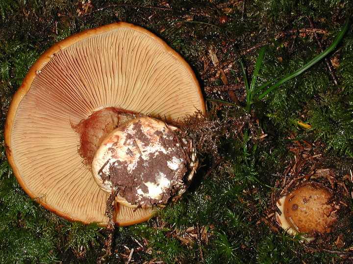 Cortinarius elegantior