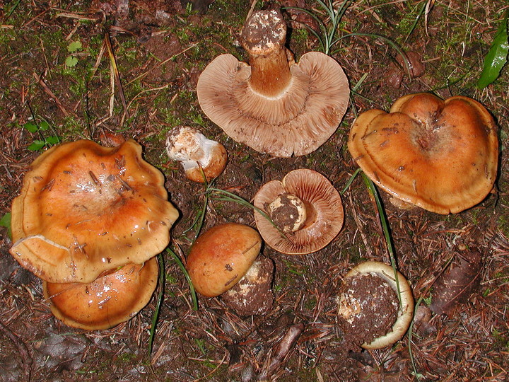 Cortinarius glaucopus