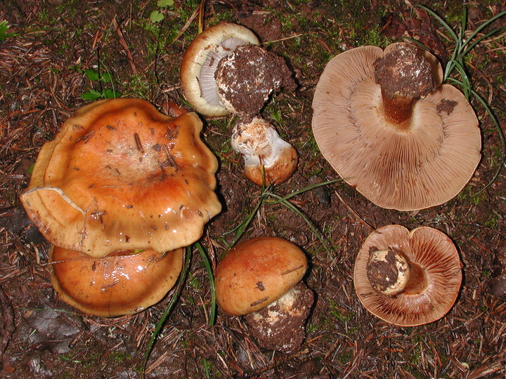 Cortinarius glaucopus