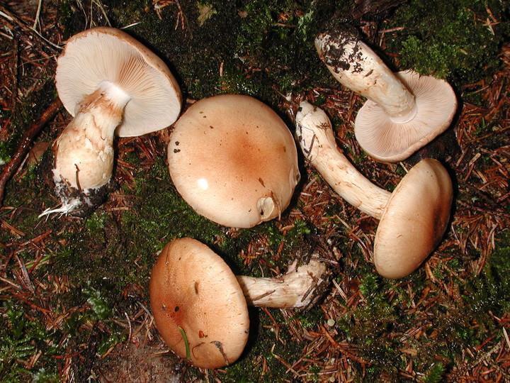 Cortinarius papulosus