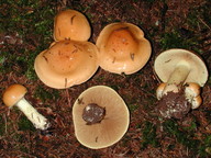 Cortinarius percomis