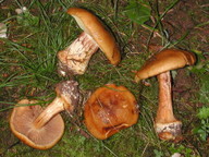 Cortinarius elegantior