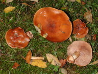 Cortinarius camptoros