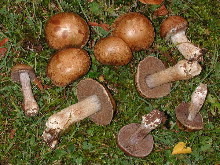 Cortinarius infractus