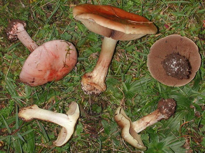 Cortinarius rufoolivaceus