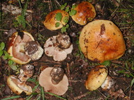 Cortinarius caesiocortinatus