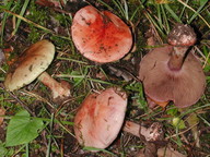 Cortinarius rufoolivaceus