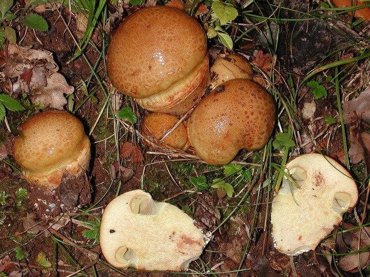 Cortinarius quercilicis