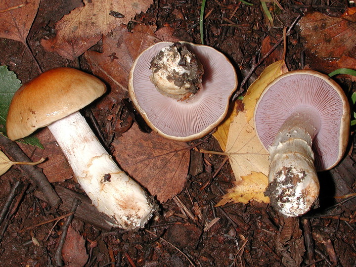 Cortinarius triumphans