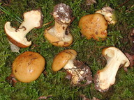 Cortinarius elegantior