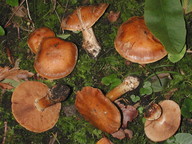 Cortinarius polymorphus