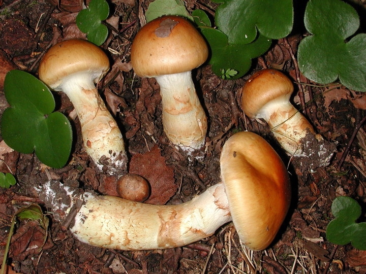 Cortinarius triumphans